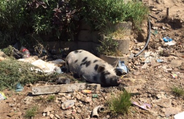 Volontariat animalier en Afrique du sud 