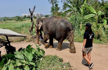 volontariat animalier 