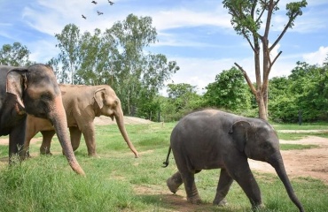 Stage dans le domaine animalier à l'étranger 