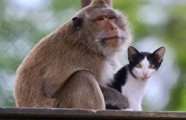 Vétérinaire et soigneur animalier en Thaïlande 