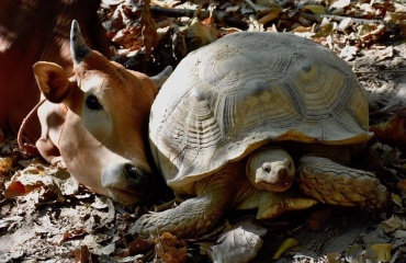 Projet de protection animal en Asie 