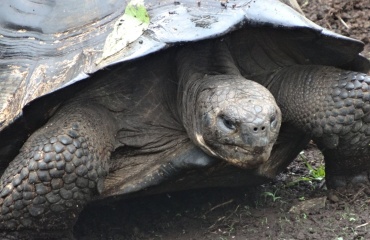 protégerlesgalapagos