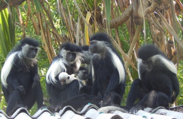 Protection des animaux sauvages en Afrique de l'est