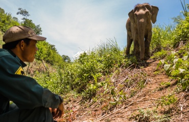 Mission de protection des éléphants au Laos 