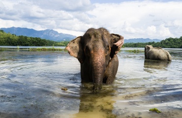 Volontariat éléphants Laos en 2022 et 2023