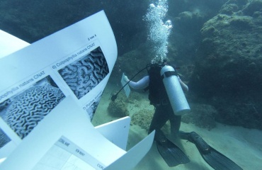 Stage étudiant dans la biodiversité marine