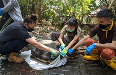 Volontariat animalier en Indonésie