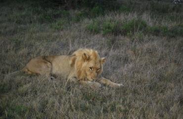 mission-rehabilitation-des-animaux-sauvages-afrique-volontaire