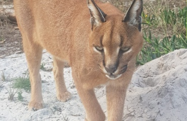 volontariat-refuge-animaux-sauavges-afrique