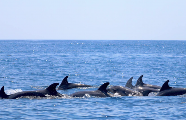 stage-protection-des-dauphins-europe