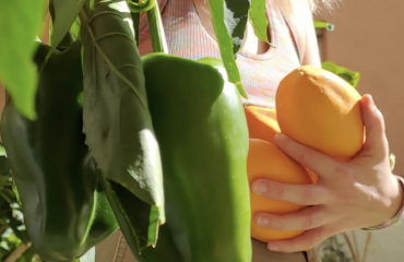 Stagiaire études agricoles en Espagne 