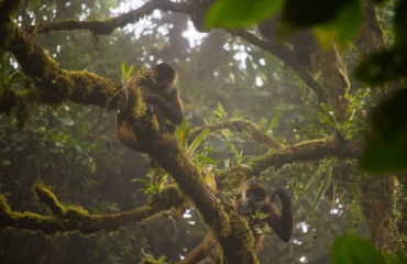 Forêt tropicale dense du Costa Rica abritant des espèces endémiques.
