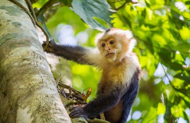 Animaux sauvages sauvés de la captivité au Costa Rica 