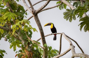 Toucan dans un centre de réhabilitation au Costa Rica 