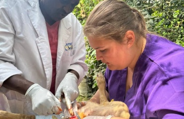 Etudiant vétérinaire en mission humanitaire