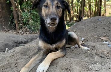 Stage vétérinaire : Soins aux chiens et chats tanzaniens