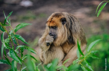 Un singe hurleur assis, observant pensivement son environnement, entouré de verdure, capturé lors d'une mission de volontariat Globalong.