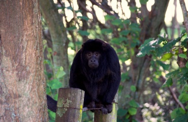 Un singe hurleur noir assis sur un poteau en bois, entouré de feuillage dense, capturé lors d'un projet de volontariat Globalong dans une réserve naturelle.