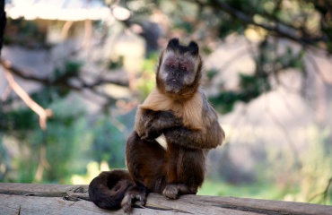 Un singe capucin assis sur un tronc d'arbre, observant son environnement avec curiosité, capturé lors d'un projet de volontariat Globalong dans une réserve naturelle.
