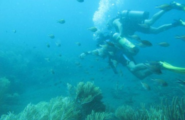 Protection des océans avec le PADI