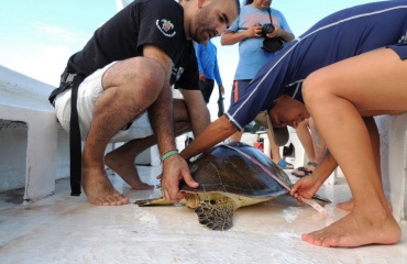 Mission de protections des tortues marines au Mexique
