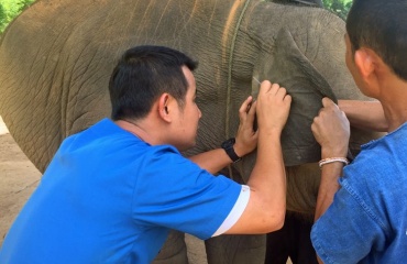 Observation éléphant stress