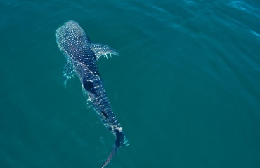 Un requin-baleine nageant paisiblement en surface dans une eau bleue claire.