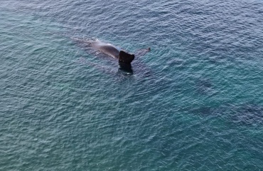 Observation des baleines en Patagonie Argentin
