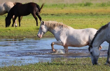 Volontariat international animalier