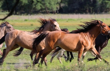 Chevaux en promenade en Floride