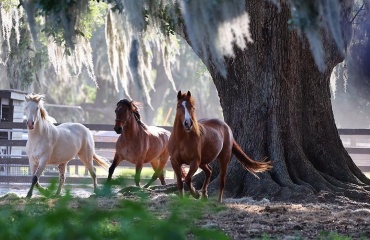 Les mustang en Floride