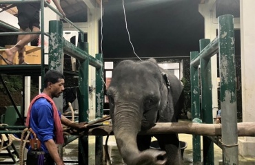 Éléphant soigné en Thaïlande