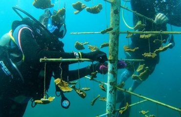Faire de la plongée sous marine