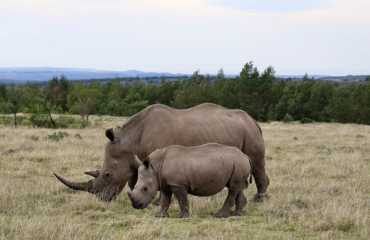 Rhinocéros