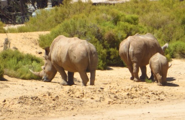 Rhinocéros