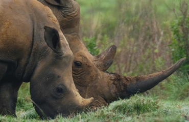 Rhinocéros