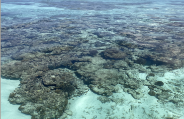 protection des coraux et de la vie marine dans l'océan Indien 