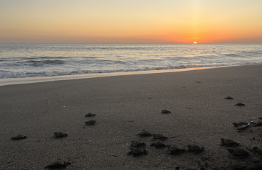 Sauvetage des bébés tortues au Nicaragua !