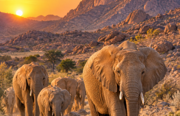 Troupeau d’éléphants sauvages dans les paysages arides de Namibie