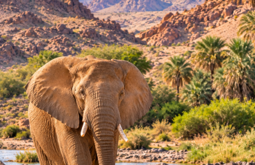Éléphant africain dans le paysage désertique du Damaraland en Namibie