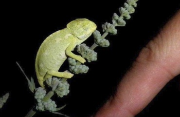 Caméléon vert sur une plante observé lors d’un stage écologie terrain en étude des reptiles et biodiversité
