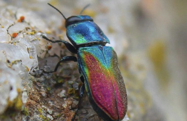 Coléoptère coloré observé en macro dans son habitat naturel lors d’une étude de biodiversité et suivi des insectes