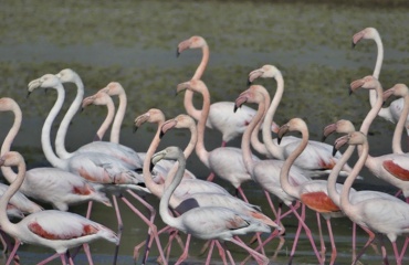 Flamants roses dans une zone humide observés lors d’un programme de suivi des oiseaux et d’étude de la biodiversité