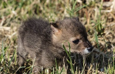Jeune renard dans un environnement naturel observé lors d’un stage écologie terrain en biodiversité