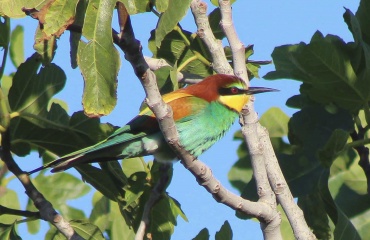 tst