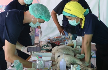 Bénévoles participant à une intervention de protection animale en Thaïlande