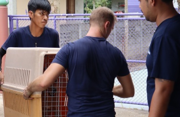 Bénévole s’occupant de jeunes chiens dans le cadre d’un projet animalier en Thaïlande