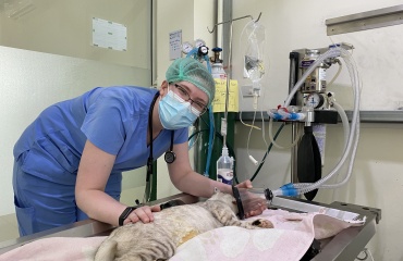 Participante auprès d’un chat pris en charge dans une clinique vétérinaire en Thaïlande