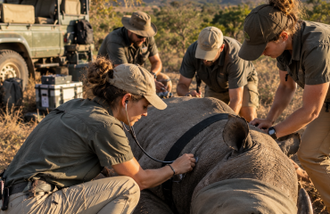 Équipe de terrain auprès d'un rhinocéros lors d'une intervention en Afrique du Sud