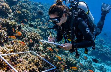 Plongeuse observant des poissons et un récif à Sodwana Bay en Afrique du Sud